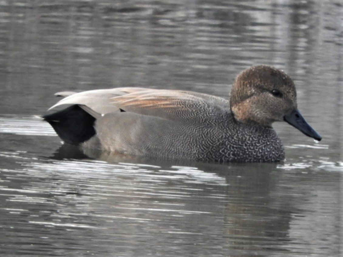 Gadwall - Paul McKenzie