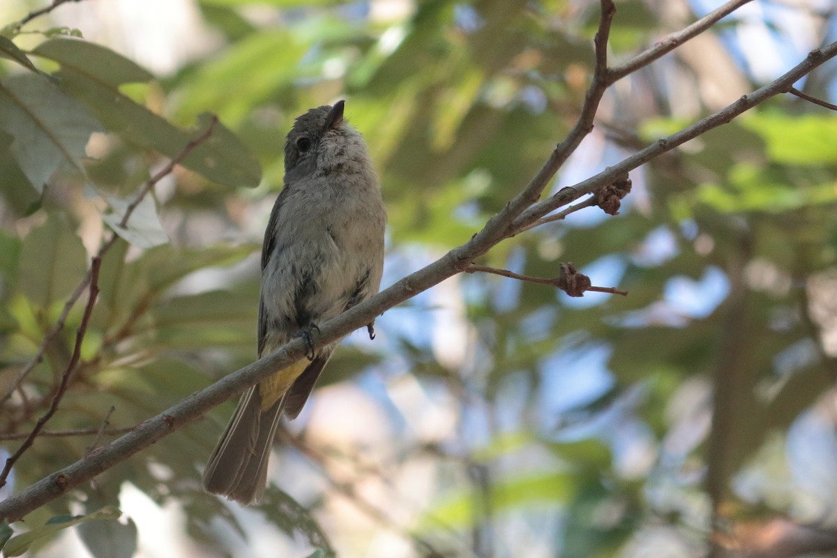 Golden Whistler - ML197636011