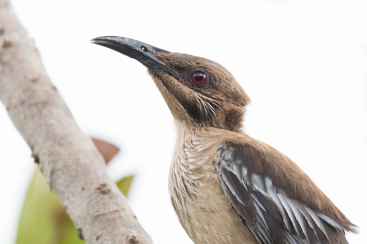 New Caledonian Friarbird - ML197636351