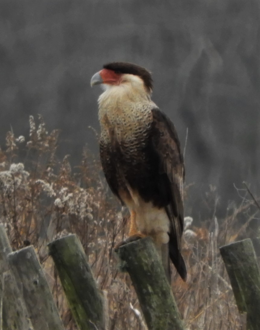 Crested Caracara (Northern) - Paul McKenzie