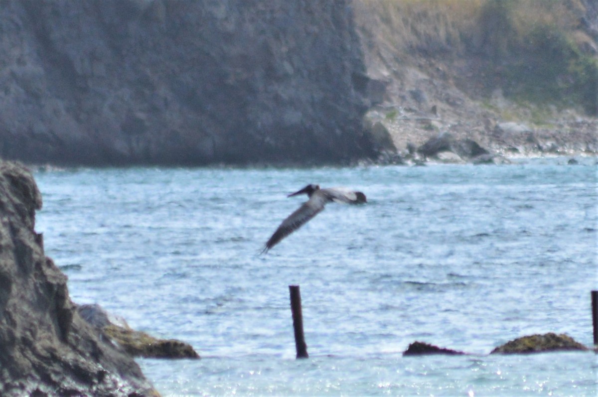 Brown Pelican - ML197636871