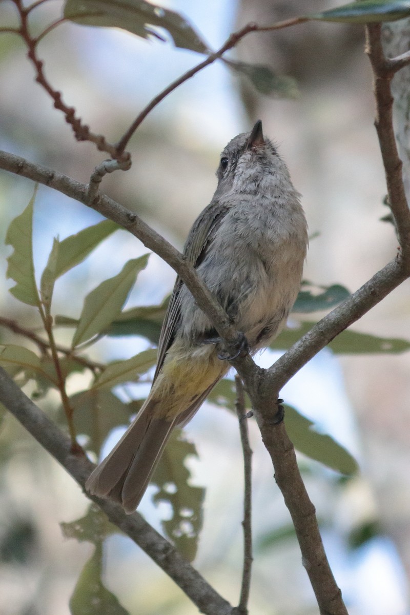 Golden Whistler - Chris A