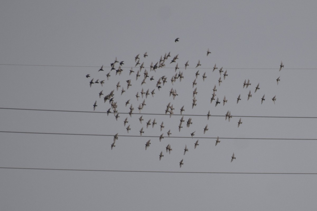 European Starling - ML197638111