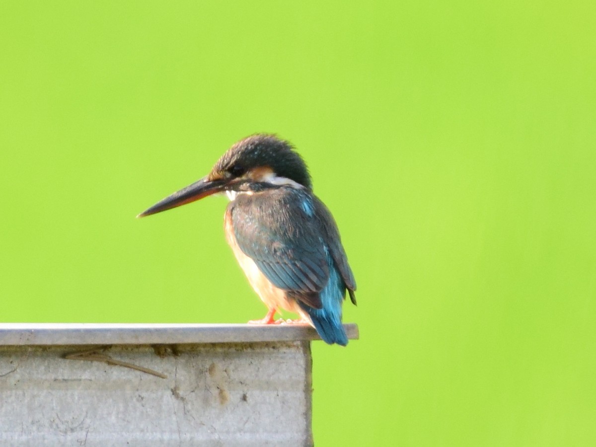 Common Kingfisher - ML197638251