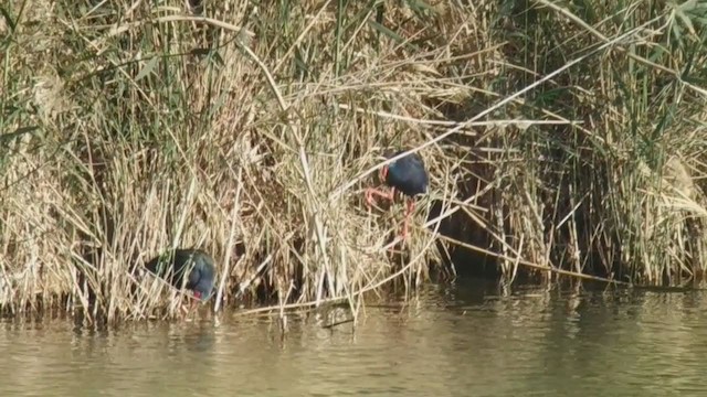 African Swamphen - ML197638611