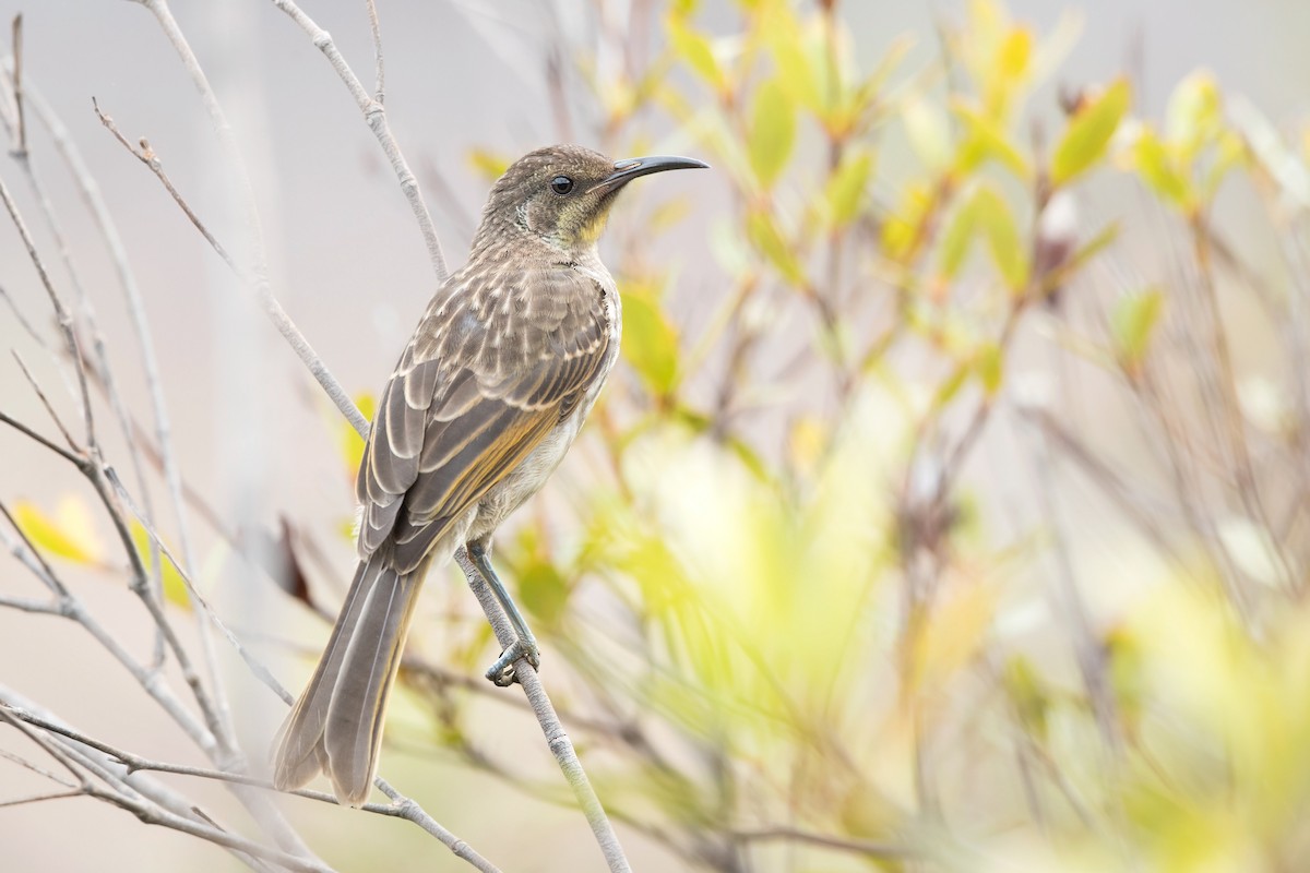 Barred Honeyeater - ML197639591