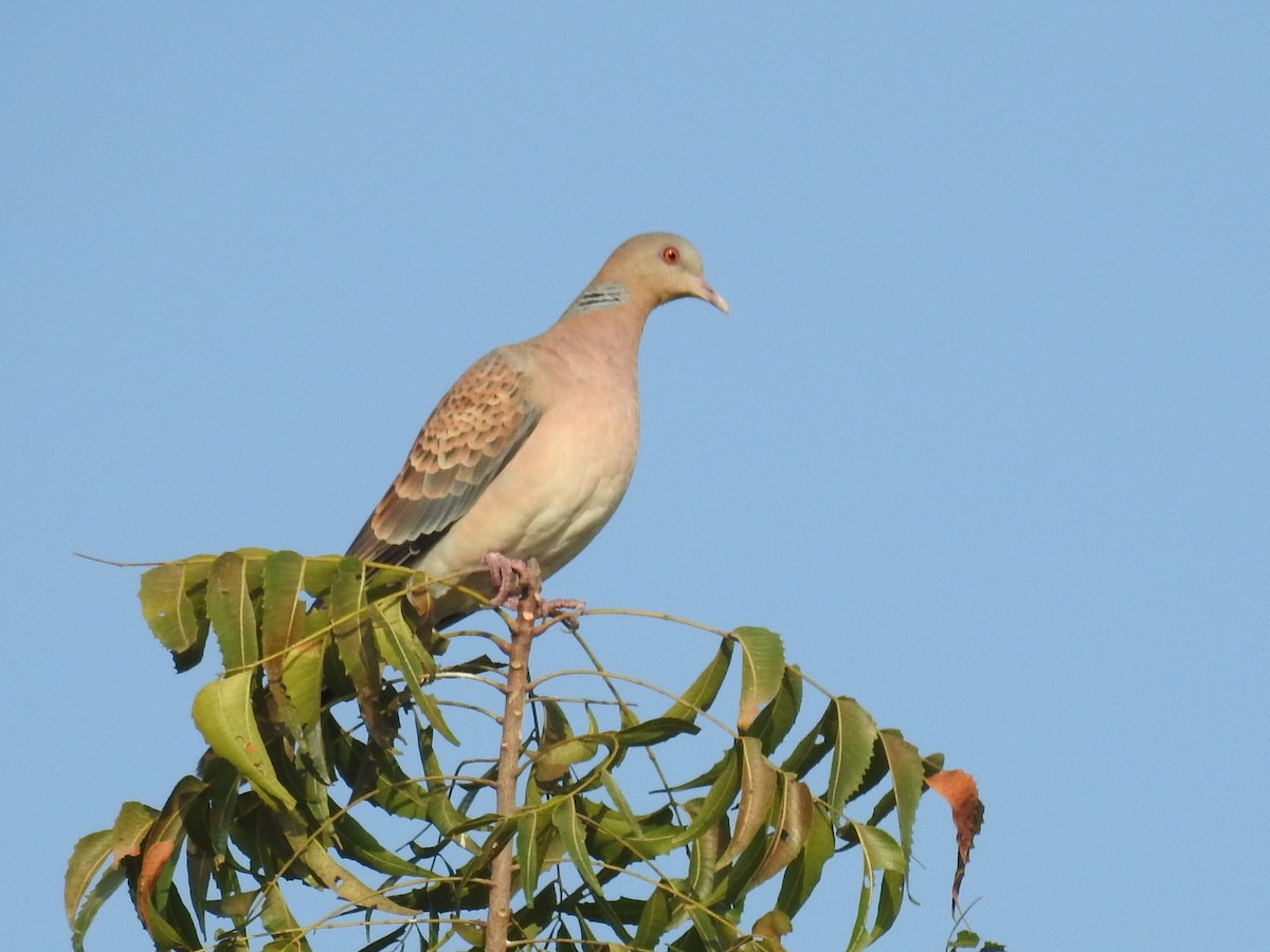 Oriental Turtle-Dove - ML197639941