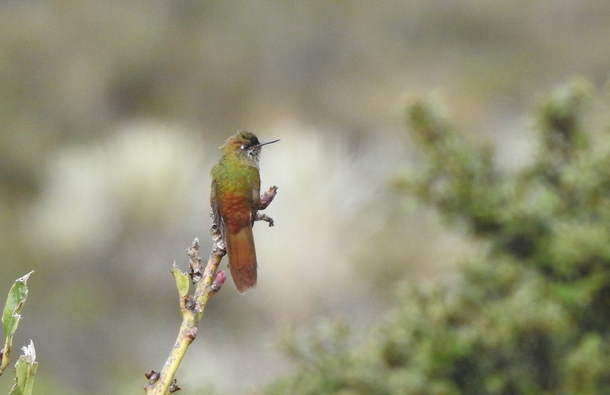 Bronze-tailed Thornbill - ML197640681