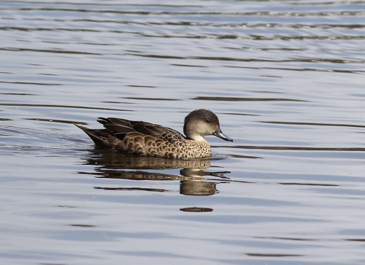Gray Teal - ML197643771