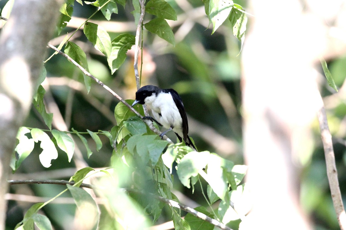 Black-chinned Monarch - ML197644101