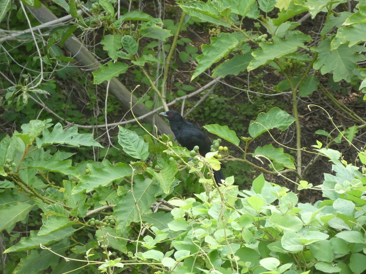 Pacific Koel - ML197646871