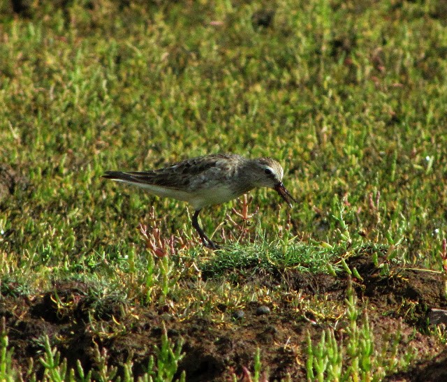 Bécasseau à croupion blanc - ML197647071