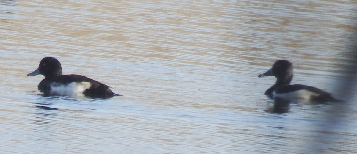 Ring-necked Duck - ML197648041