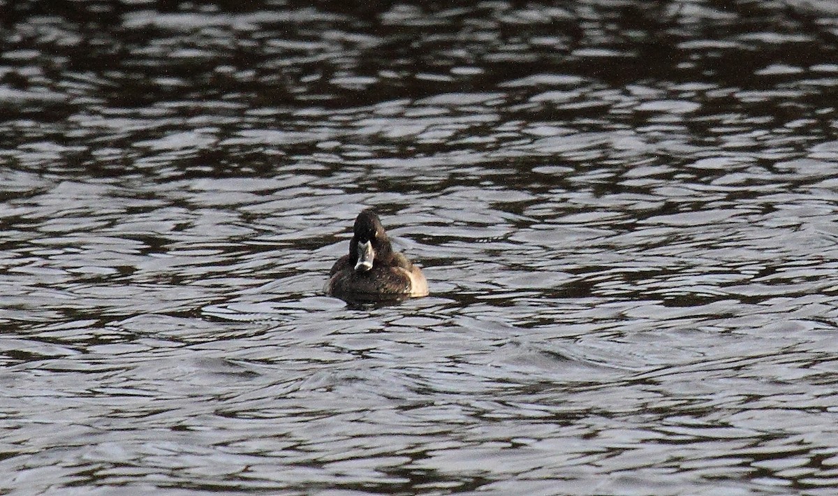 Ring-necked Duck - Ilya Maclean