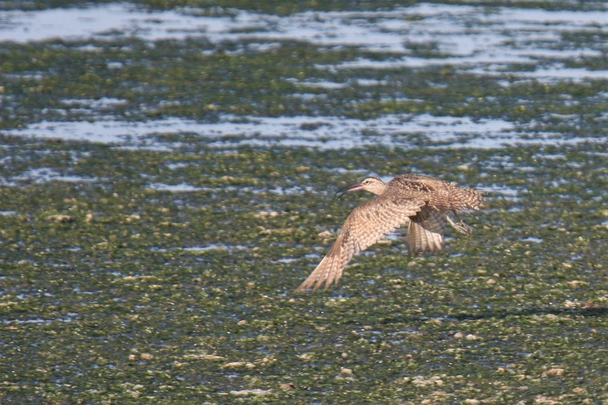 Hudsonian Whimbrel - Carlos Pacheco