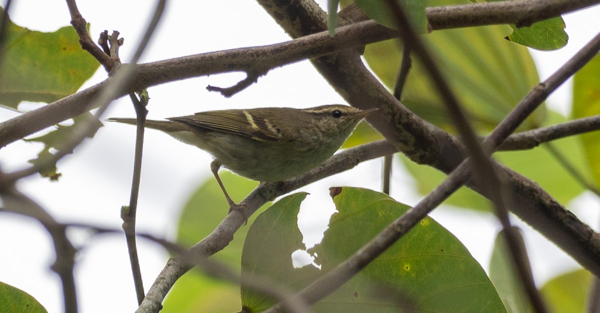 Two-barred Warbler - ML197649691