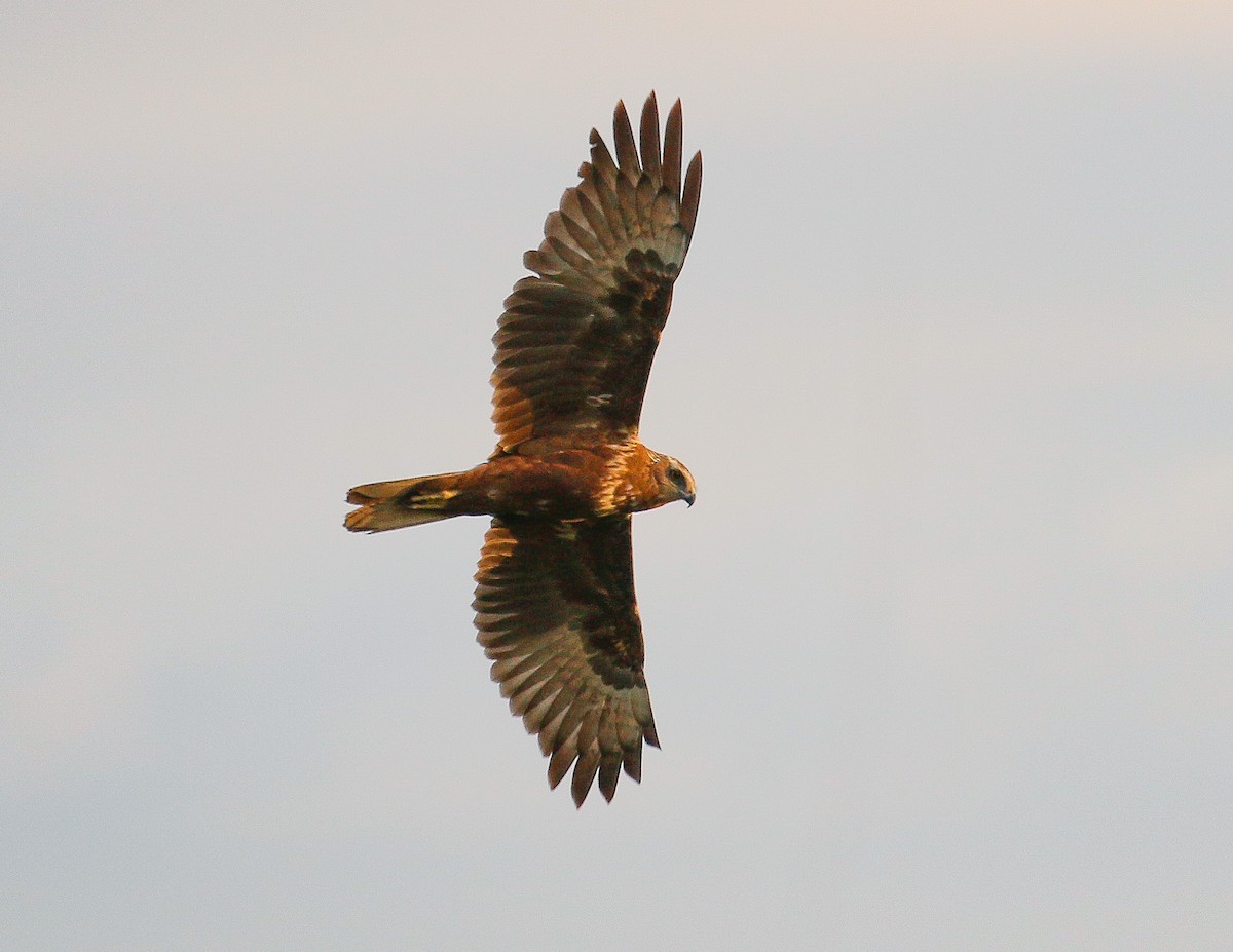 Eastern Marsh Harrier - ML197649941