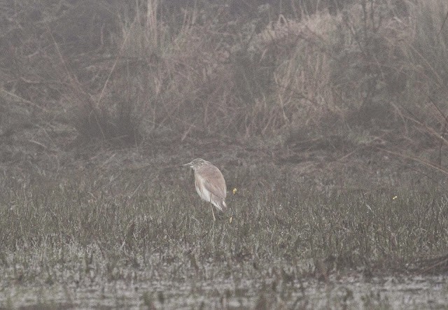 Squacco Heron - Ilya Maclean