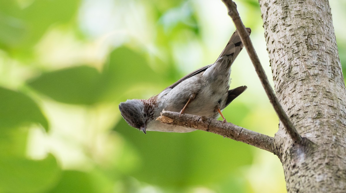 Indochinese Yuhina - ML197651381