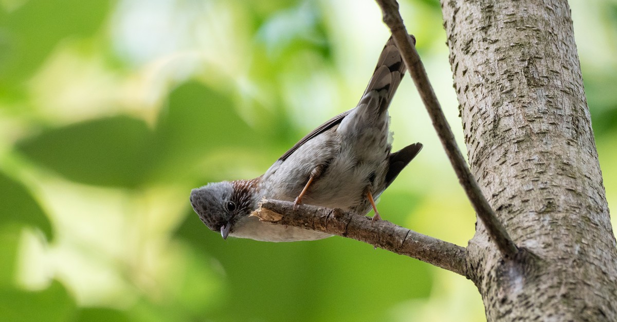 Indochinese Yuhina - ML197651401