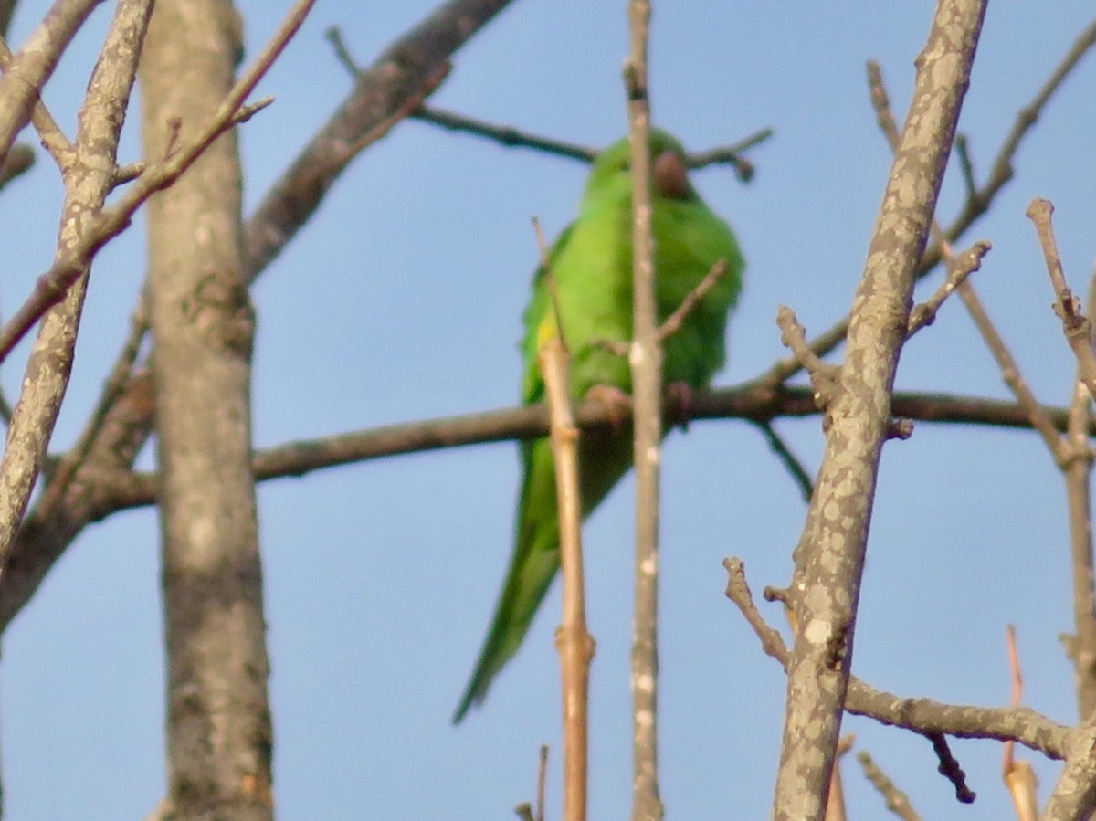 Yellow-chevroned Parakeet - ML197652281