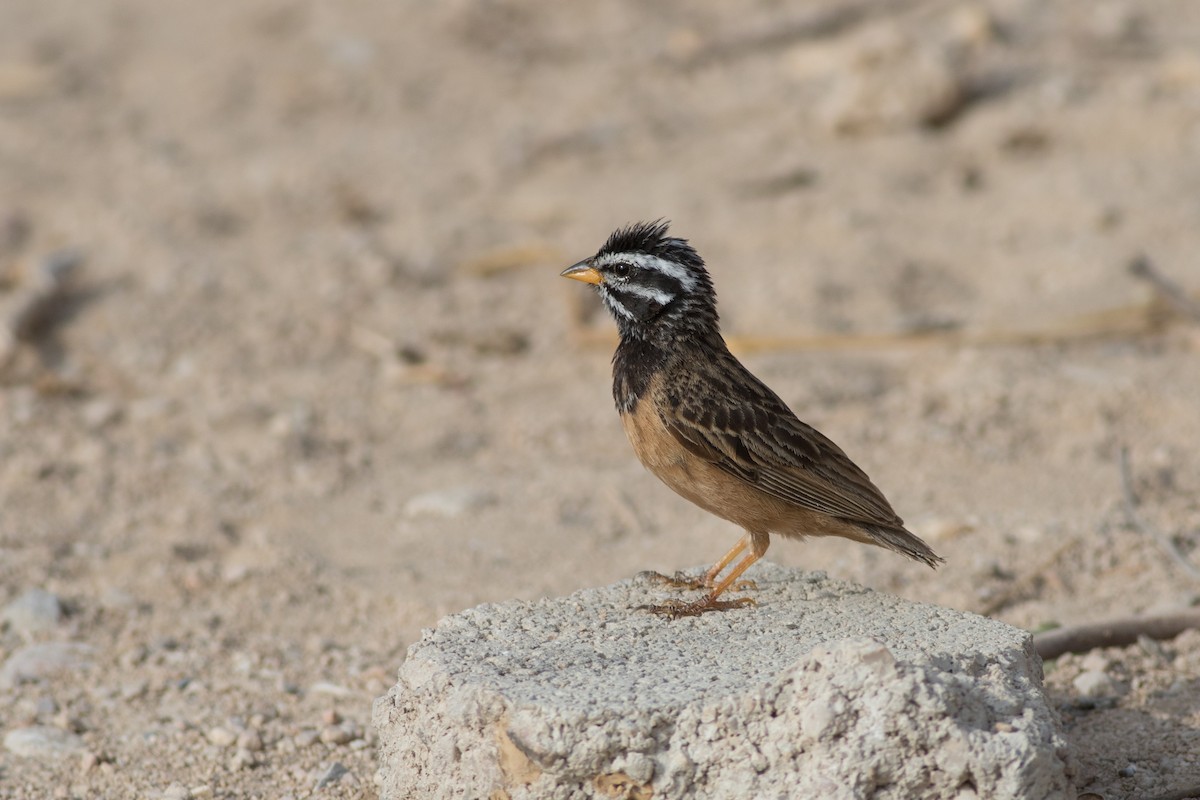 Cinnamon-breasted Bunting - ML197653391