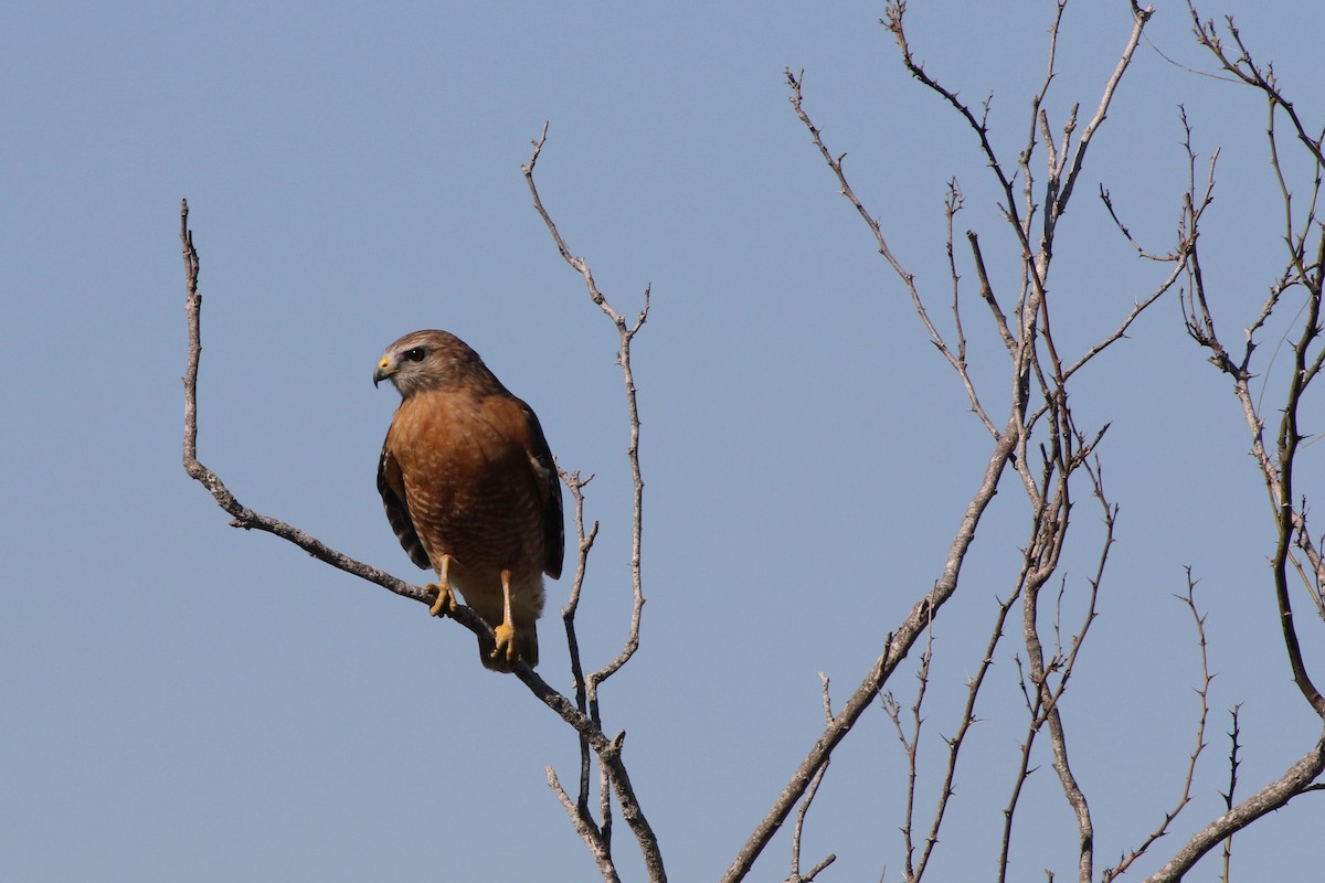 Red-shouldered Hawk - ML197654541