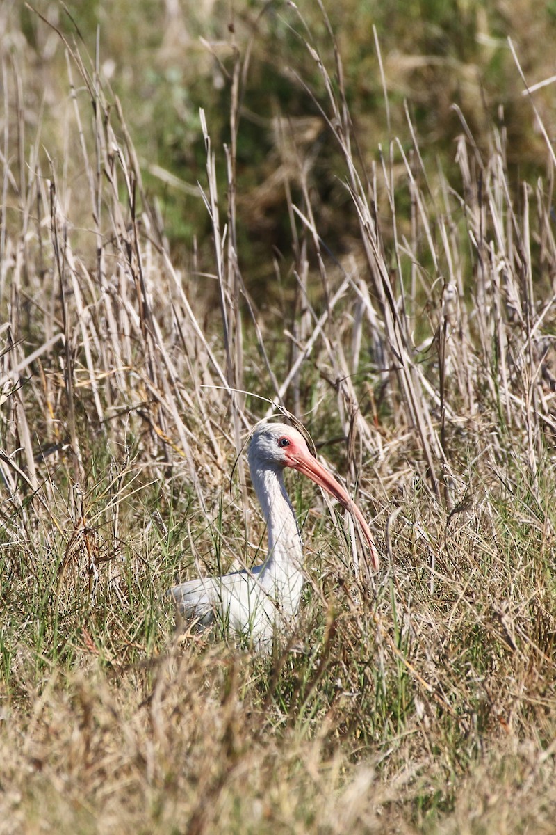 White Ibis - ML197654821