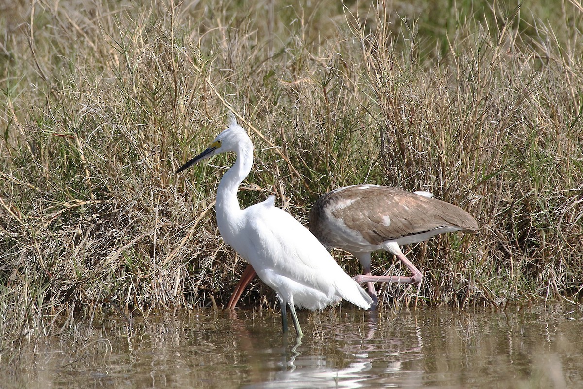 Aigrette neigeuse - ML197654901