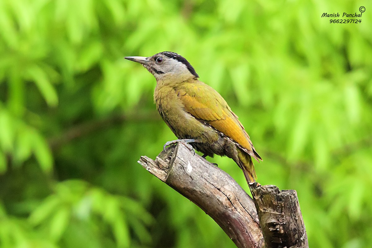 Gray-headed Woodpecker - Manish Panchal