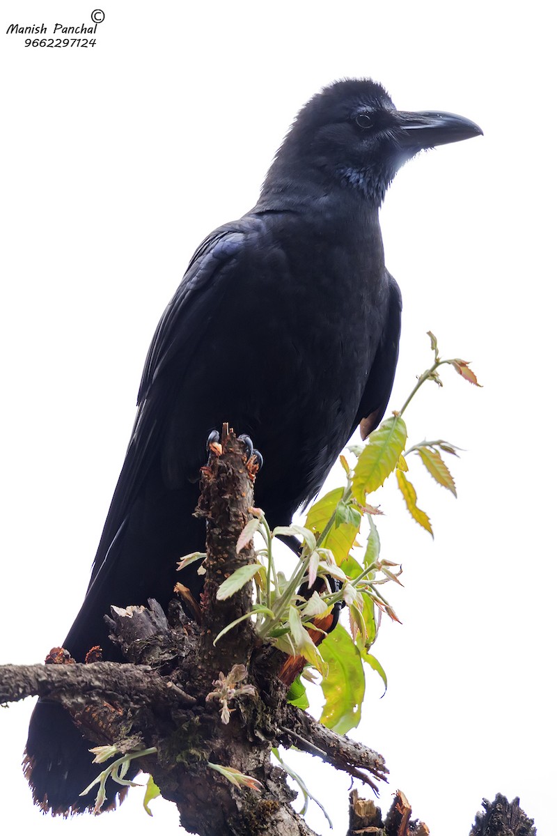 Large-billed Crow - Manish Panchal
