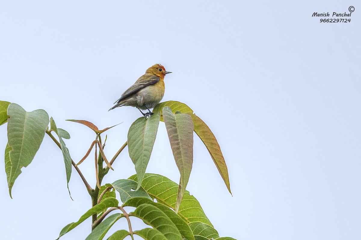 Pájaro Moscón Carirrojo - ML197655341