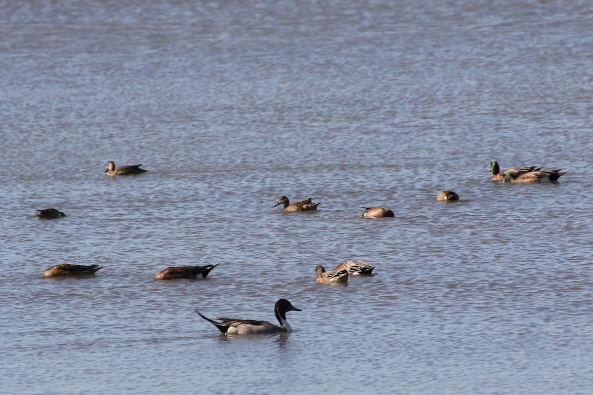 Northern Pintail - ML197655701