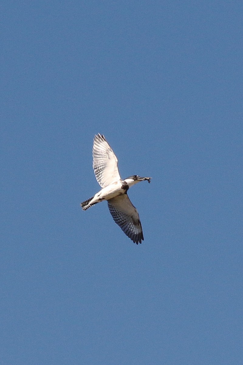 Belted Kingfisher - ML197656091