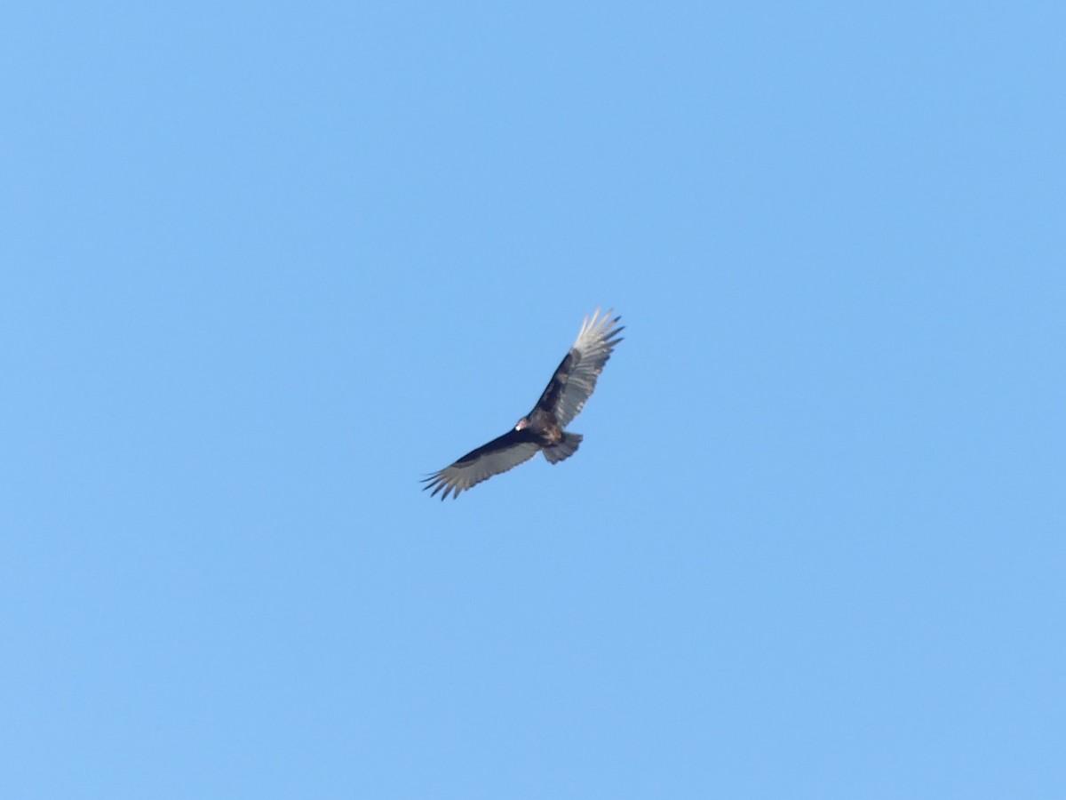 Turkey Vulture - ML197657941