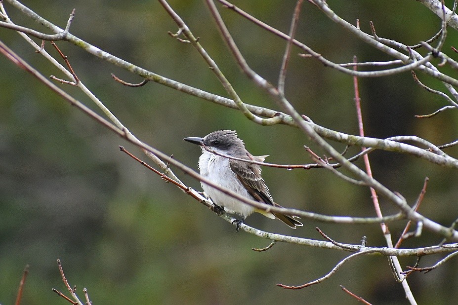 Gray Kingbird - ML197659391