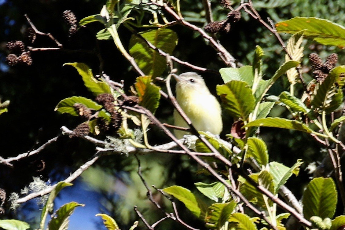 Tennessee Warbler - ML197659451