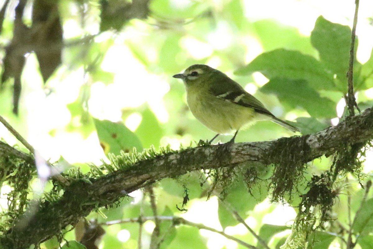 Vireo Aliamarillo - ML197659581