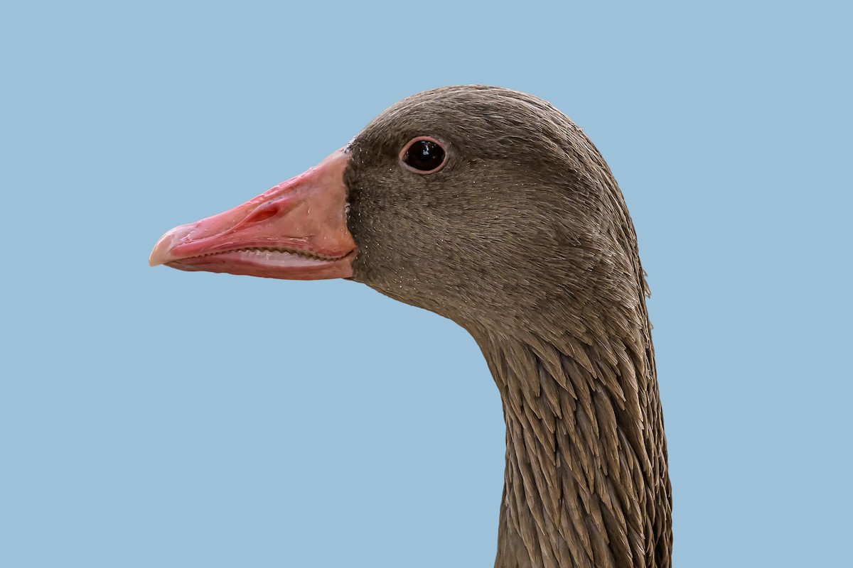 Graylag Goose (Domestic type) - ML197659701