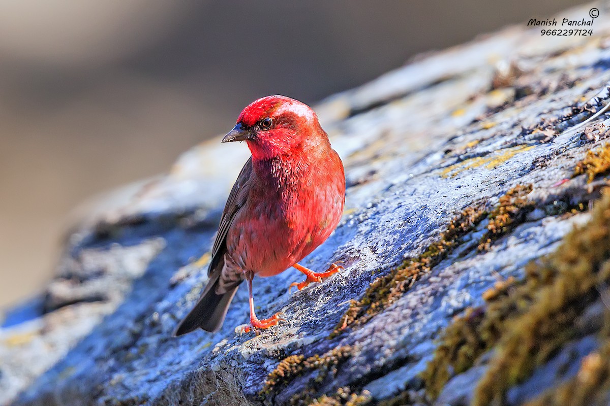 Dark-breasted Rosefinch - ML197660181