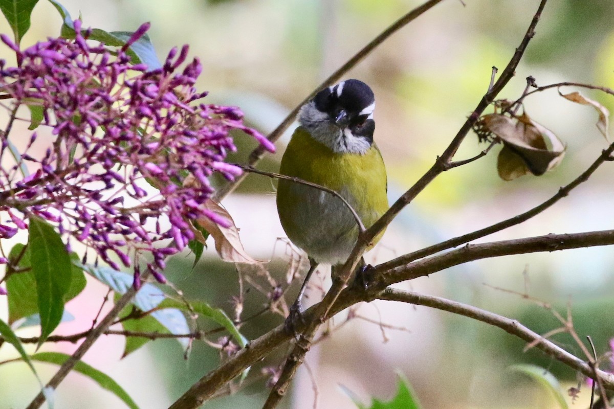 Sooty-capped Chlorospingus - ML197661051