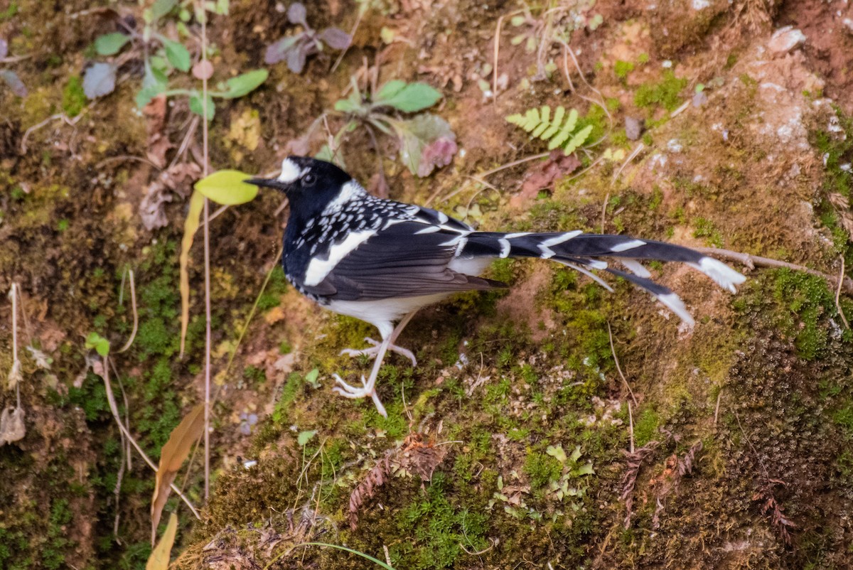 Spotted Forktail - ML197661061