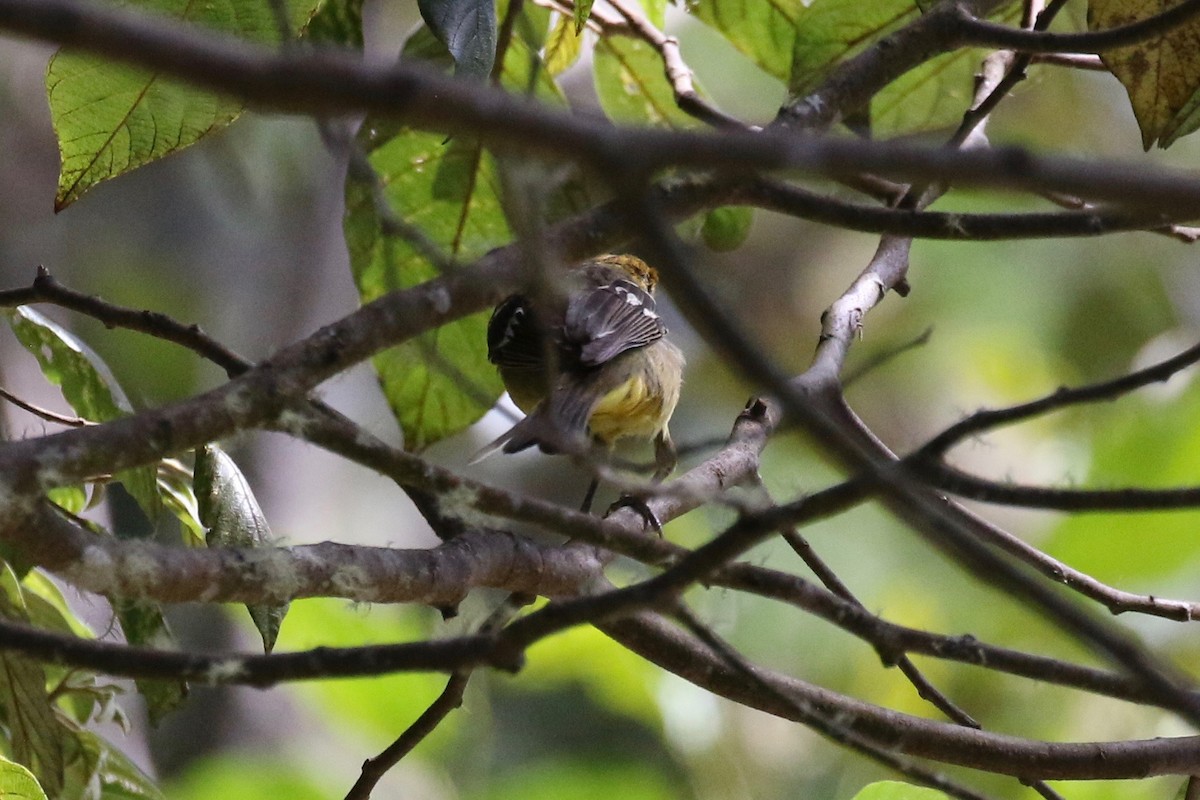 Flame-colored Tanager - Glen Chapman