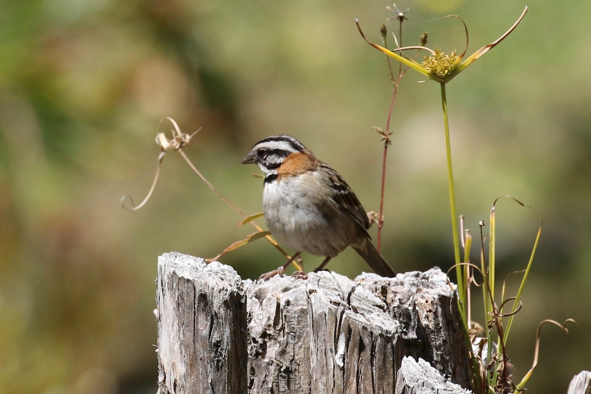 Rufous-collared Sparrow - Glen Chapman