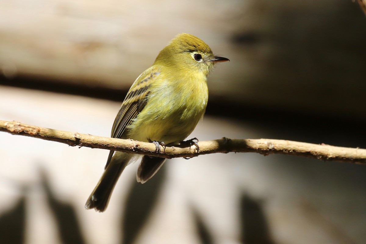 Yellowish Flycatcher - ML197661251