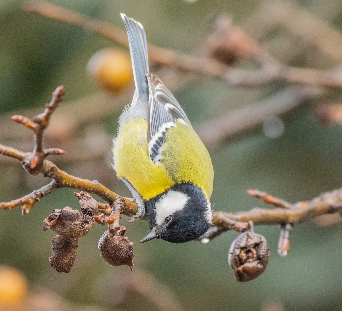 Green-backed Tit - ML197661281