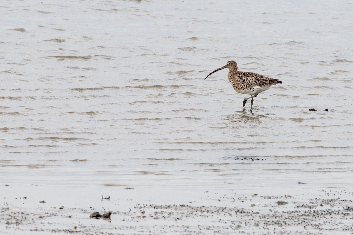 Eurasian Curlew - Antoon De Vylder