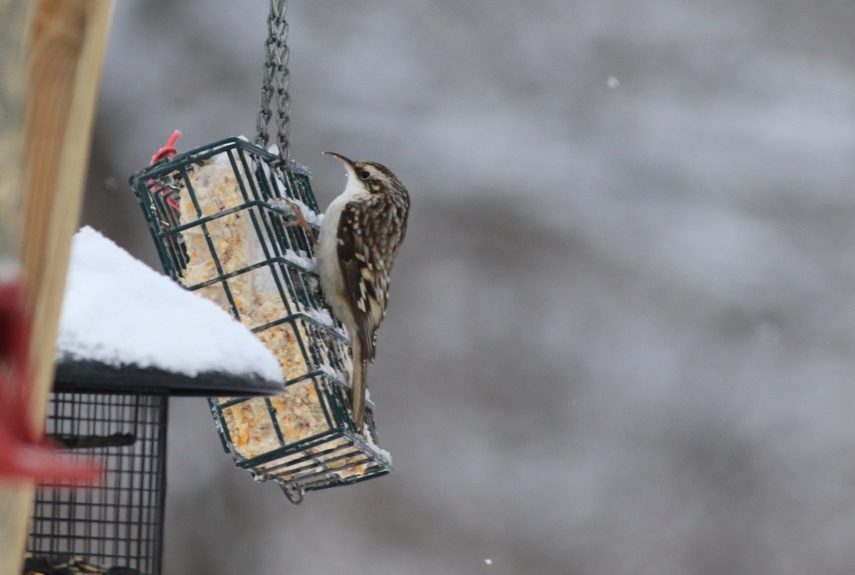 Brown Creeper - ML197672881