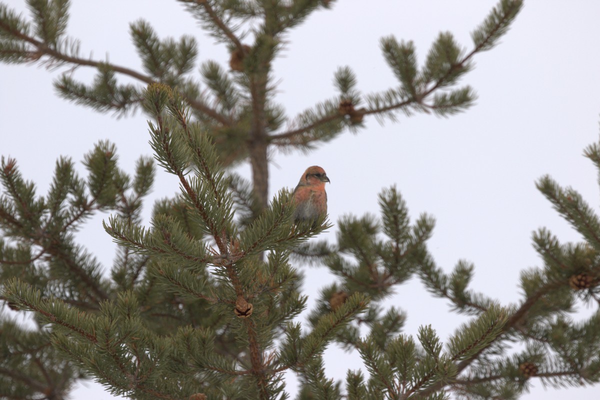 White-winged Crossbill - ML197673331