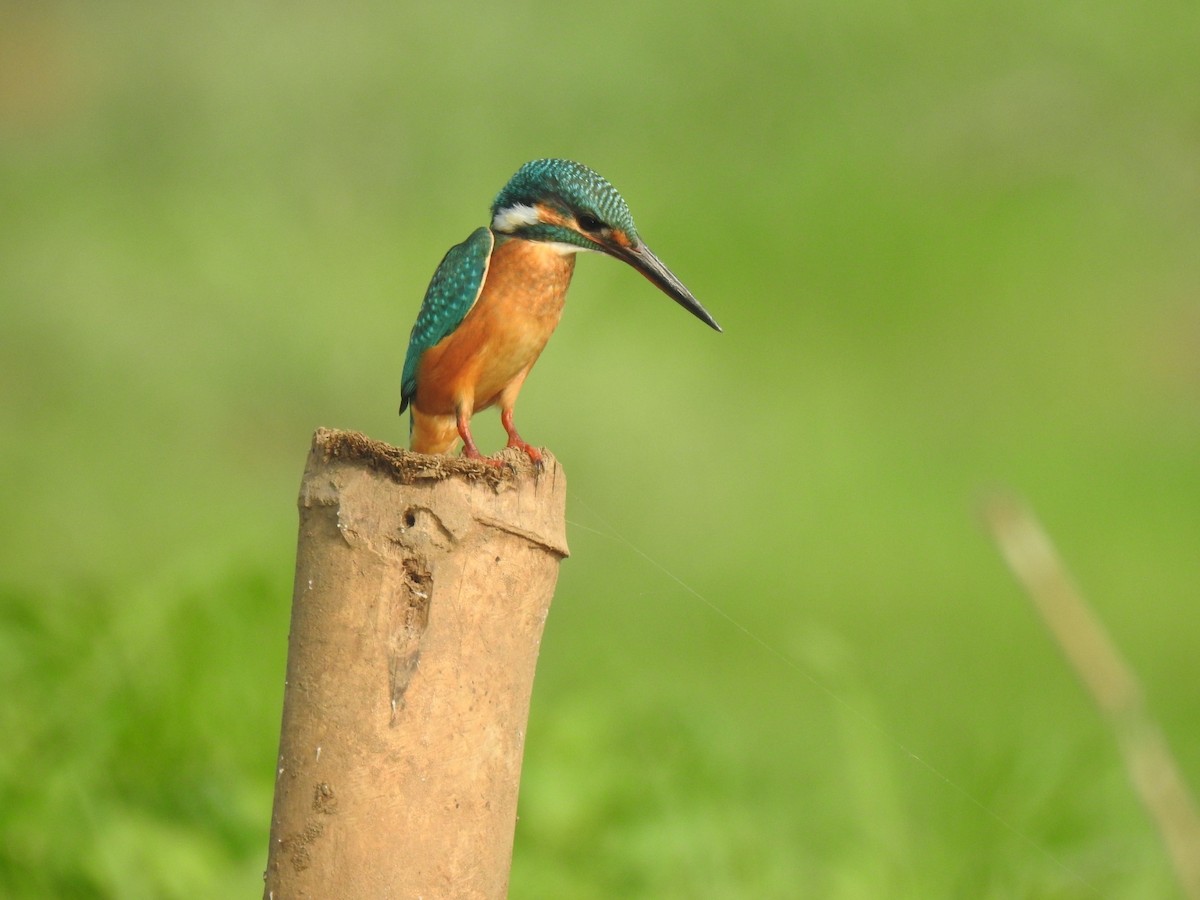 Common Kingfisher - Abhin M Sunil